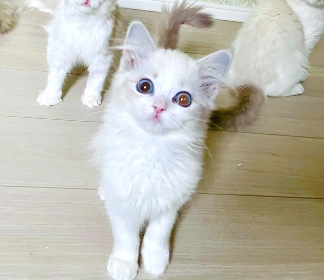 ☆Angel☆様オーダーページ　おとぎの国の猫と仲間たち♡ワンハンドル　2点 当たった♡オーナー様募集中 | ラグドールブリーダー日記